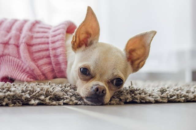 A small Chihuahua is laying on a rug
