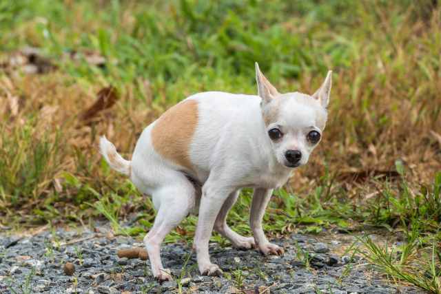 Small dog is defecating in yard