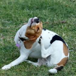 Fleas in Winter, Link to article