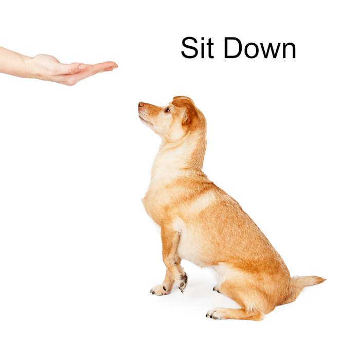 A small dog is learning the "sit" command