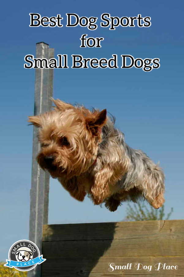 A Yorkshire Terrier is leaping over a barrier.  Pinnable image