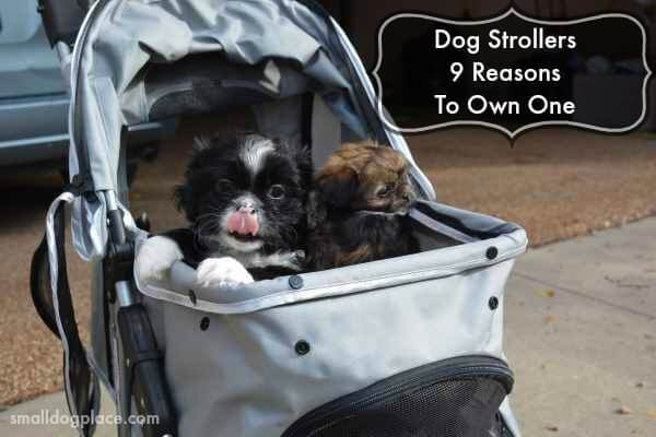 should i get a stroller for my dog