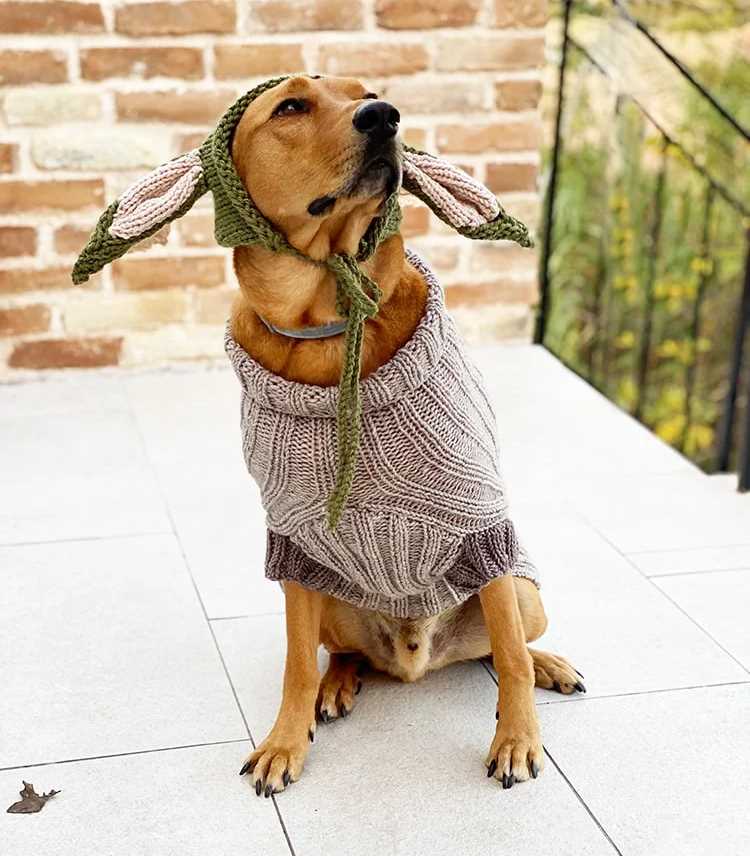 A young dog wearing a hand knit baby yoda sweater