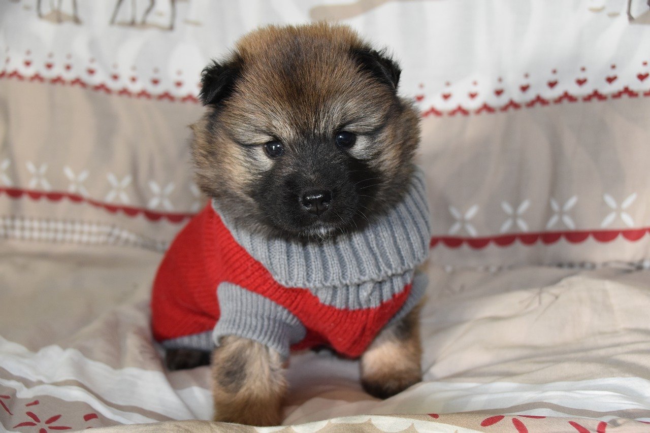 a dog wearing a wool sweater