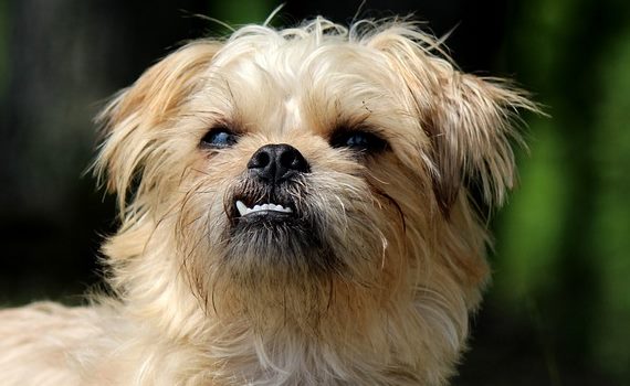 Dental Problems as a cause of puppy sneezing