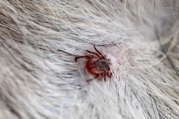 Dog Tick on a Fur Coat