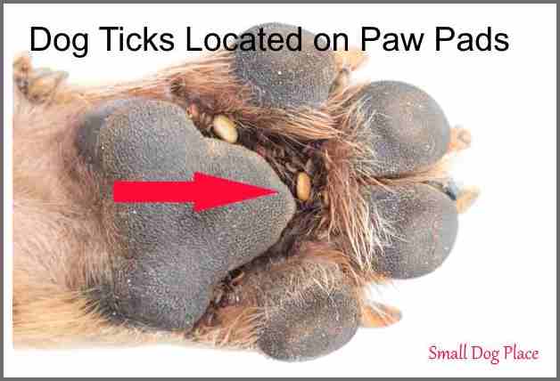 Dog Ticks embedded within the paw pads of a dog