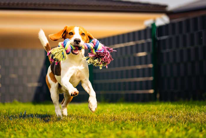 A beagle is playing in the grass with a rope toy