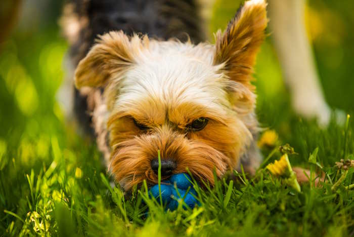 A small Yorkshire Terrier is laying in the grass playing with a chew toy