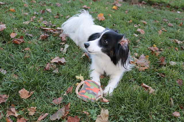 A small black and white hybrid dog is playing with a dog toy.