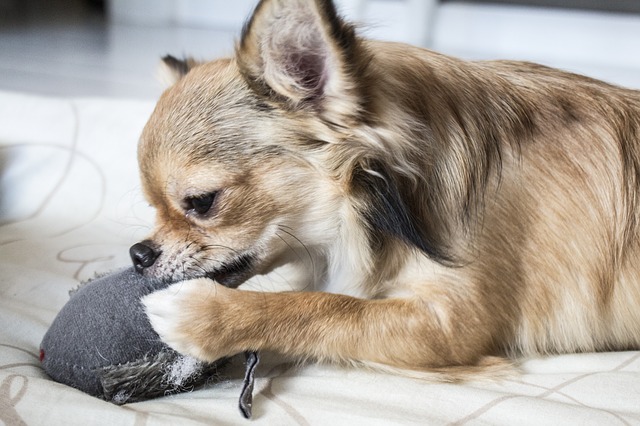 A Chihuahua is chewing on a dog toy