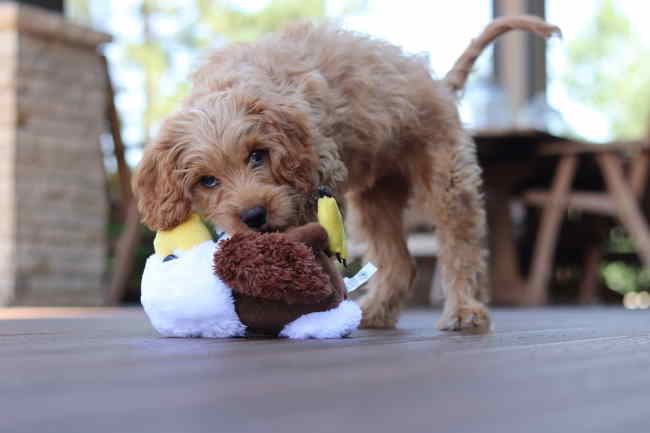 A brown dog is mouthing a stuffed dog toy.