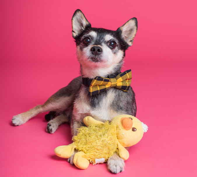 A chihuahua wearing a bow is posing with a yellow duck toy in front of a pink background.