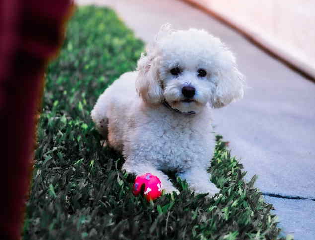 A white dog is lying in the grass with a ball.