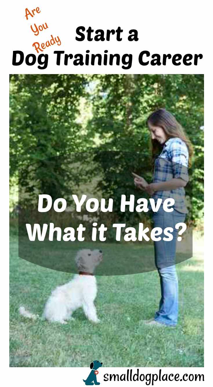 Dog Training Career: Tips to Help you Get Started Dog Training Career: Tips to Help you Get Started