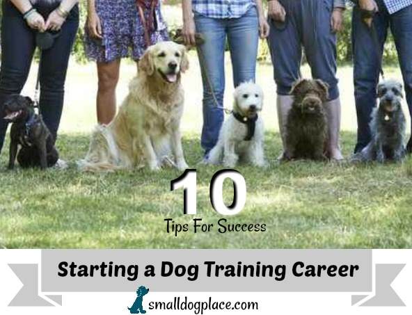 Top 10 Tips to a Successful Dog Training Career Top 10 Tips to a Successful Dog Training Career