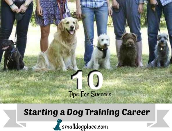 Top 10 Tips to a Successful Dog Training Career