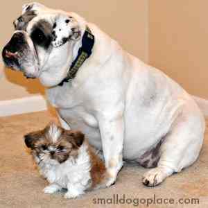 With time and a little space, a small dog will warm up to a much larger dog.