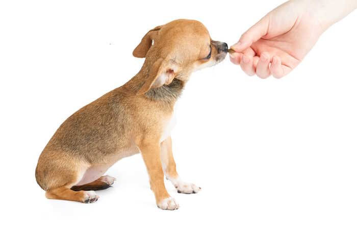 Training a young puppy with positive reinforcement A puppy is receiving a treat during a training session