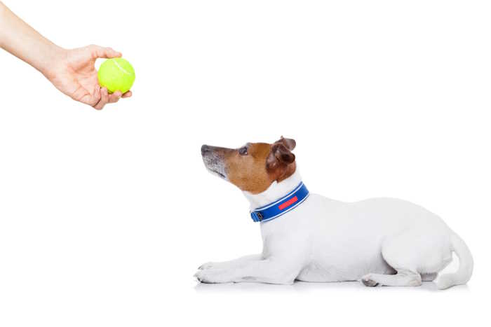 A Jack Russel Terrier is being trained and rewarded with a favorite toy