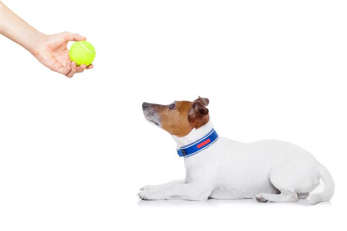 Training a dog with a toy reward as positive reinforcement. A Jack Russel Terrier is being trained and rewarded with a favorite toy