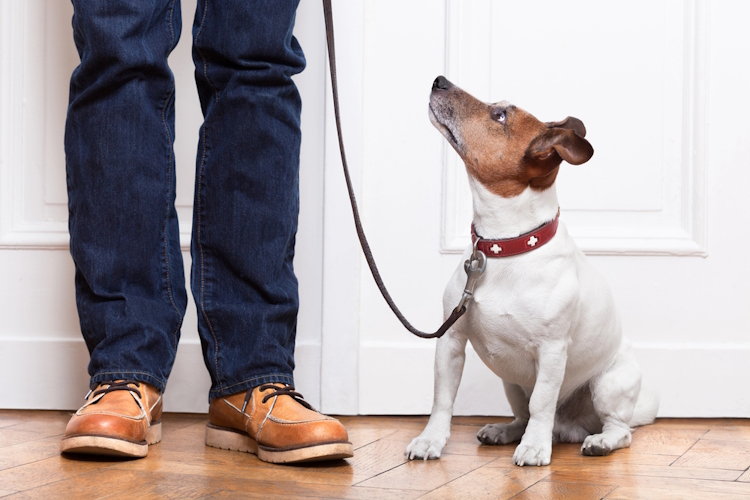 A leashed dog is waiting with his owner at the door.