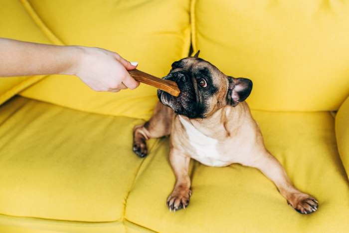 A small French bulldog is being given a very large treat