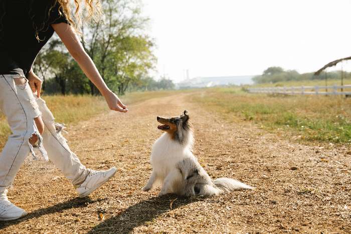 A woman is giving a dog a treat