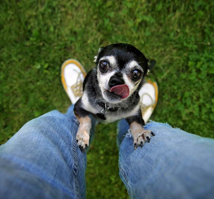 An old Chihuahua is begging for a treat