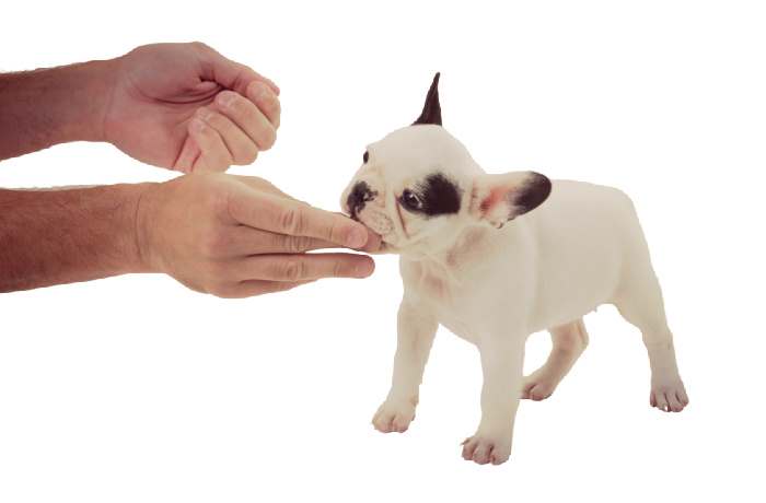 A small French bulldog puppy is receiving a small treat A small French bulldog puppy is receiving a small treat