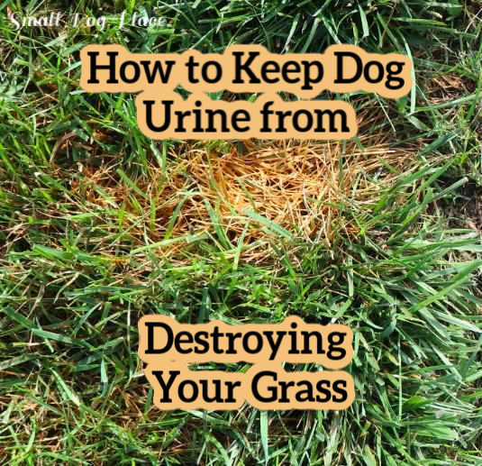 Dog urine spot