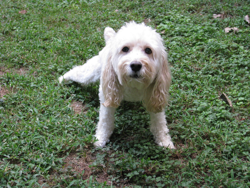 Small cream-colored dog is peeing in the grass.