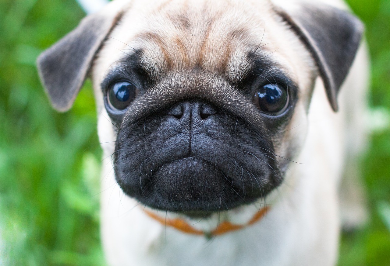 A pug is staring straight into the camera
