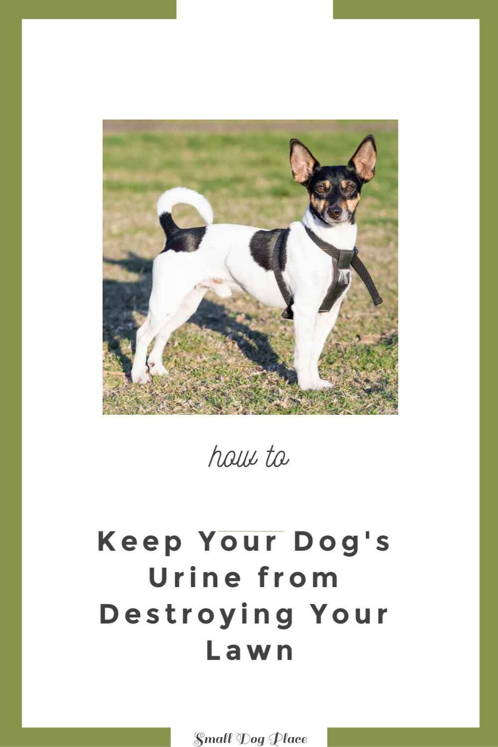 How to Remove Dog Urine Damage from Your Lawn (pin)