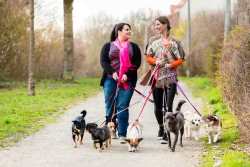Two dog walkers are walking several dogs along a quiet path.  Link to the article.