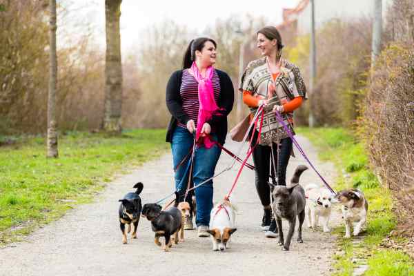 Prepare your dog for his first visit with the dog walker well in advance. Prepare your dog for his first visit with the dog walker well in advance.