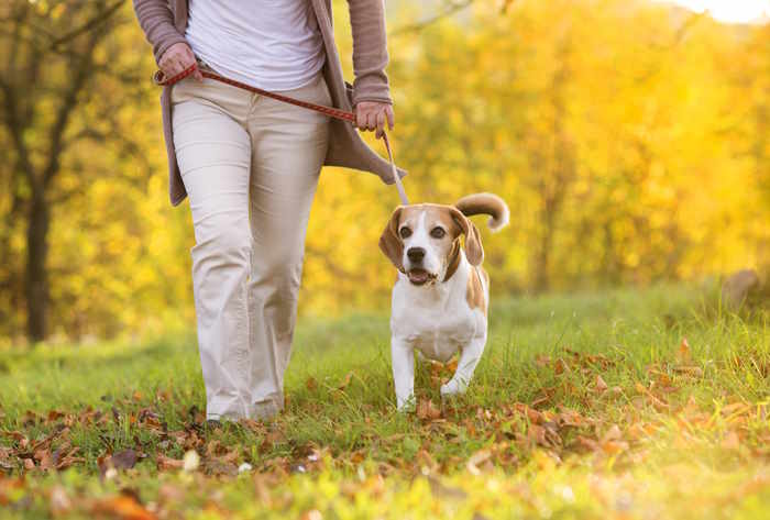 A young beagle dog is taking a 