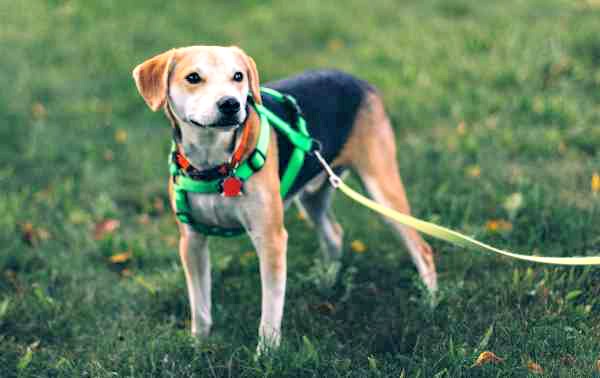 A daily routine for your dog adds structure to his life