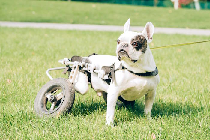 A French Bulldog is using an assistive device to walk even without back legs.