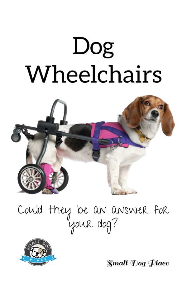 dog in a wheelchair