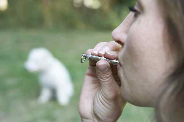 Dog Whistle Training Dog Whistle Training