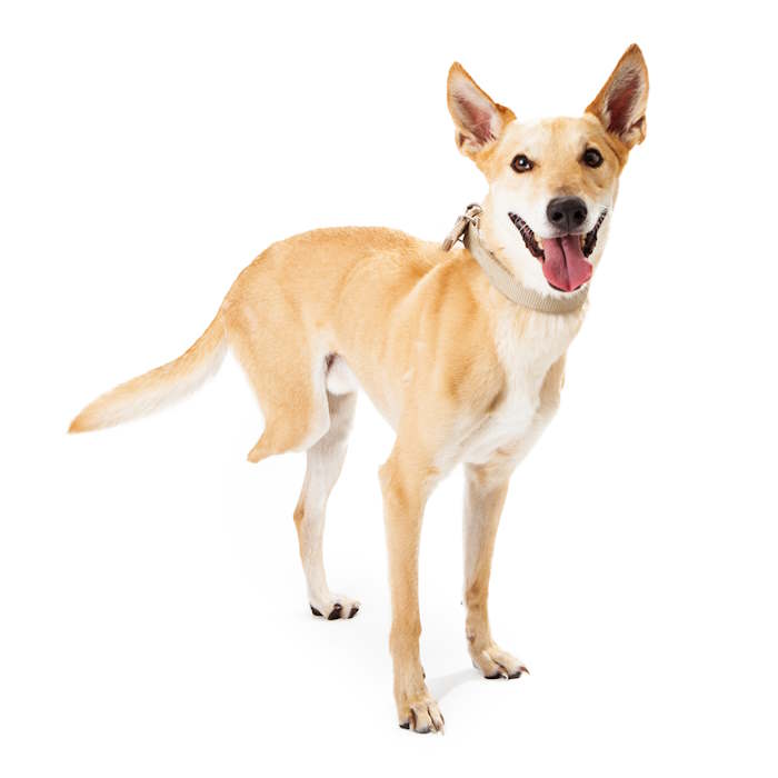 A dog with 3 legs on a white background