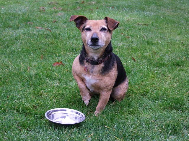 A terrier mix is waiting for his dinner