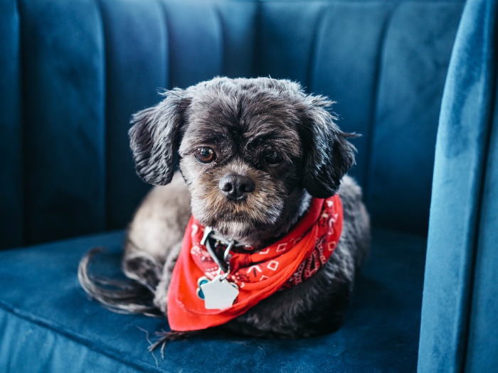 A Shih Tzu is wearing several identification tags.