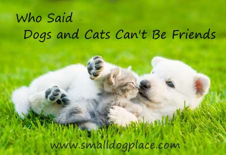 Dogs and cats living together can be friends