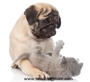 A pug dog is playing with a kitten