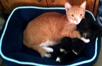Kitten and Puppy Friendships A kitten and a Shih Tzu puppy are formed a close relationship