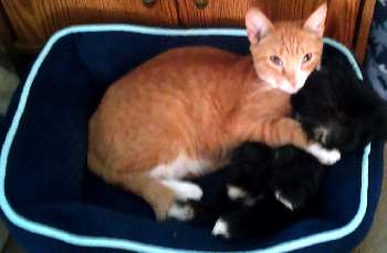 A kitten and a Shih Tzu puppy are formed a close relationship