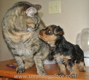 A cat and a puppy are meeting for the first time.