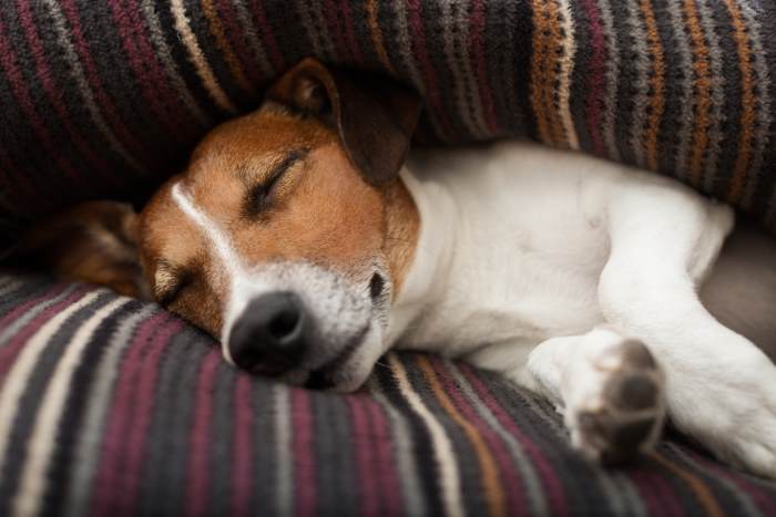 A small dog is sleeping on a bed